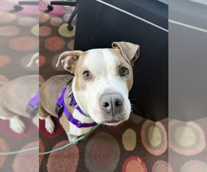 Mutt Dogs for adoption in Crete, IL, USA