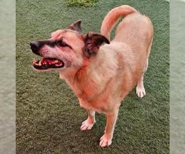 Medium Photo #3 Mutt Puppy For Sale in Rockwall, TX, USA