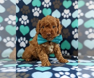 Cockapoo Puppy for sale in KIRKWOOD, PA, USA