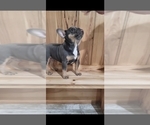 Small #4 French Bulldog