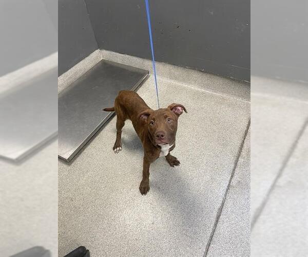 Medium Photo #1 American Staffordshire Terrier-Labrador Retriever Mix Puppy For Sale in Tallahassee, FL, USA