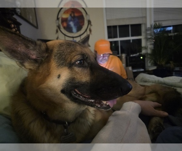 Medium Photo #1 German Shepherd Dog Puppy For Sale in LAKE CITY, FL, USA