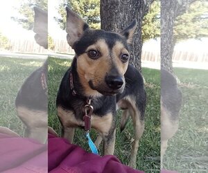 Mutt Dogs for adoption in Chico, CA, USA