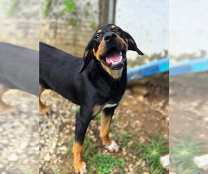 Mutt Dogs for adoption in Crandall, GA, USA