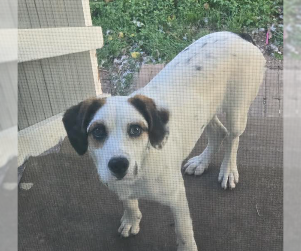 Medium Photo #1 Cavalier King Charles Spaniel-Unknown Mix Puppy For Sale in Bolivar, MO, USA