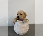 Puppy Charlie Golden Retriever