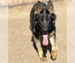 Small German Shepherd Dog