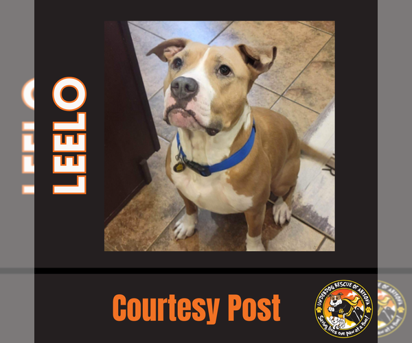 Medium Photo #1 American Pit Bull Terrier Puppy For Sale in Chandler, AZ, USA