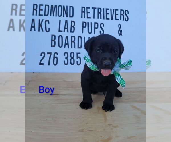 Medium Photo #2 Labrador Retriever Puppy For Sale in LEBANON, VA, USA