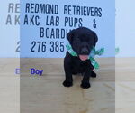 Puppy Black boy Labrador Retriever