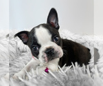Small Photo #1 Boston Terrier Puppy For Sale in TRUSSVILLE, AL, USA