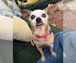 Small #3 Chihuahua Mix