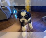 Small #3 Shih Apso