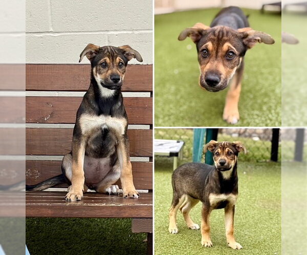 Medium Photo #1 German Shepherd Dog-Unknown Mix Puppy For Sale in Dedham, MA, USA