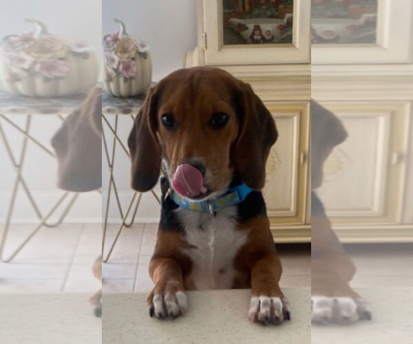 Medium Photo #3 Beagle Puppy For Sale in Mt. Laurel, NJ, USA