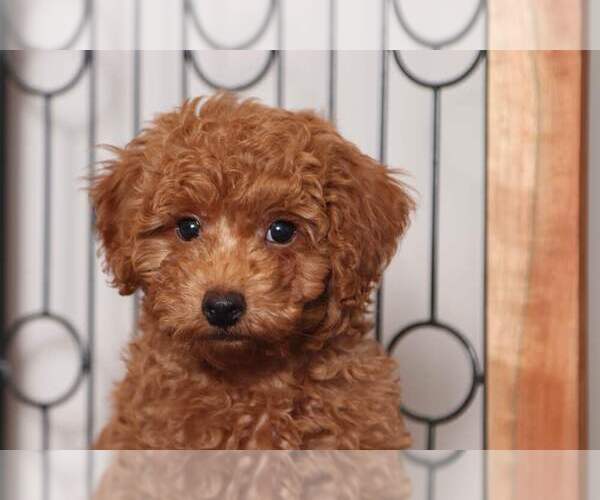 Medium Photo #4 Poodle (Miniature) Puppy For Sale in NAPLES, FL, USA