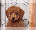 Small Photo #4 Poodle (Miniature) Puppy For Sale in NAPLES, FL, USA