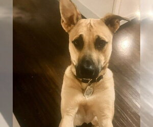 Sinbad    Low Fee!!   In PA!! - Male Mountain Cur-Rhodesian Ridgeback Mix Dog for Adoption - Photo #2