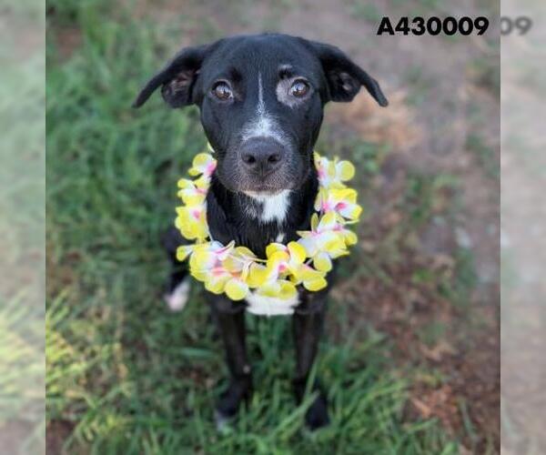Medium Photo #2 Labrador Retriever-Unknown Mix Puppy For Sale in Conroe, TX, USA