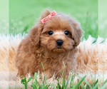 Puppy Lily pad F1B Maltipoo (Miniature)