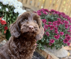 Australian Labradoodle Puppy for sale in RISING FAWN, GA, USA
