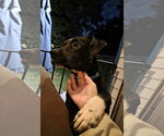 Small #2 American Pit Bull Terrier-Labrador Retriever Mix