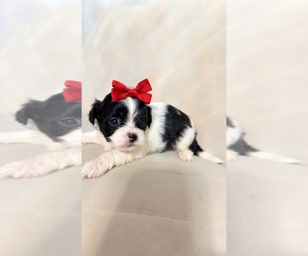 Medium Photo #11 Shih Tzu Puppy For Sale in LANCASTER, CA, USA