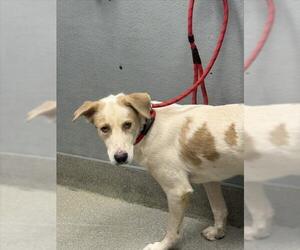 Siberian Husky-Unknown Mix Dogs for adoption in Las Vegas, NV, USA