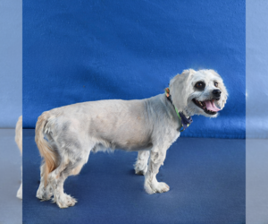 Mutt Dogs for adoption in Pasadena, CA, USA