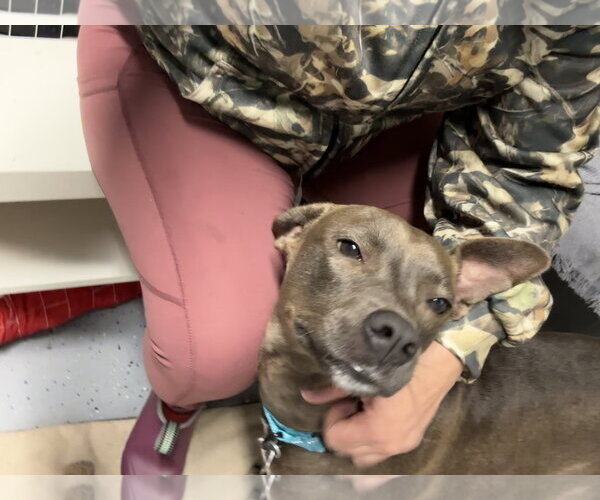 Medium Photo #12 American Pit Bull Terrier-Labrador Retriever Mix Puppy For Sale in Holly Springs, NC, USA