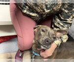 Small #11 American Pit Bull Terrier-Labrador Retriever Mix