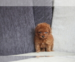 Small Photo #8 Poodle (Toy) Puppy For Sale in MIAMI, FL, USA