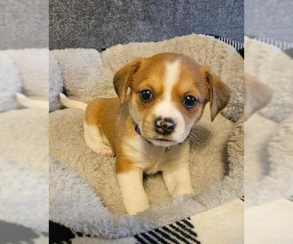 Medium Photo #1 Chiweenie Puppy For Sale in Los Angeles, CA, USA