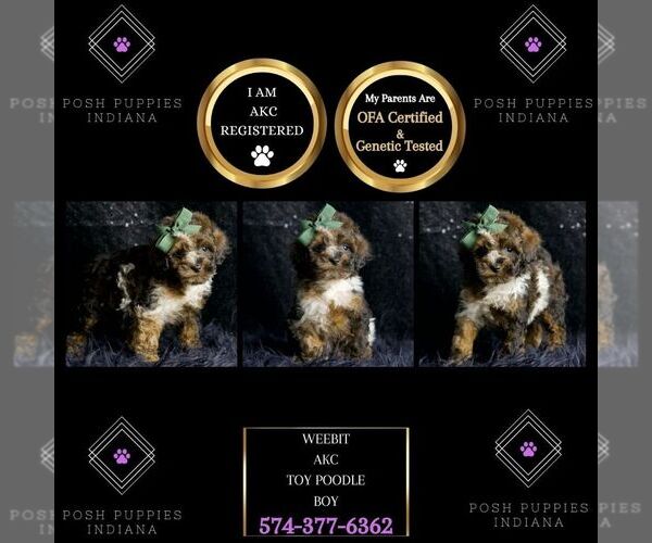 Medium Photo #66 Poodle (Miniature) Puppy For Sale in WARSAW, IN, USA