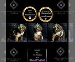 Small Photo #66 Poodle (Miniature) Puppy For Sale in WARSAW, IN, USA