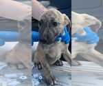 Small Catahoula Leopard Dog Mix