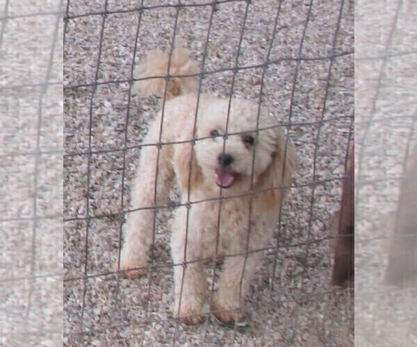 Medium Photo #1 Cavapoo Puppy For Sale in RATTAN, OK, USA
