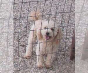 Father of the Cavapoo puppies born on 06/03/2025