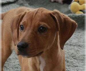 Mutt Dogs for adoption in Canton, CT, USA