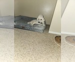 Small Photo #1 Goldendoodle Puppy For Sale in GREELEY, CO, USA