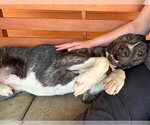 Small #2 American Pit Bull Terrier Mix