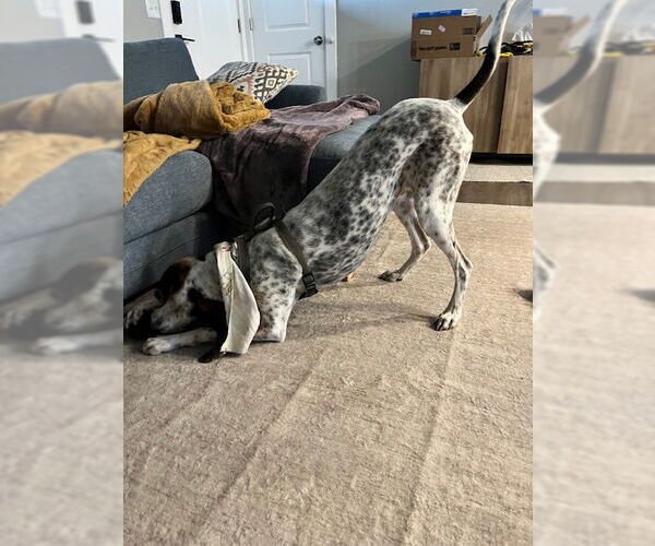 Medium Photo #5 Mutt Puppy For Sale in Sandy, UT, USA