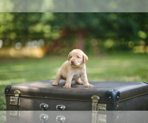 Labrador Retriever Puppy for sale in MAYSVILLE, GA, USA