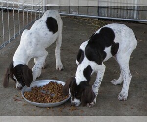 German Shorthaired Pointer Puppy for sale in FORT SCOTT, KS, USA