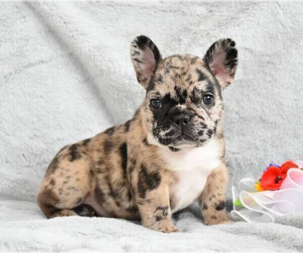 Medium Photo #2 French Bulldog Puppy For Sale in COPPELL, TX, USA