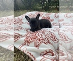 Small Photo #3 French Bulldog Puppy For Sale in PITTSBURG, CA, USA