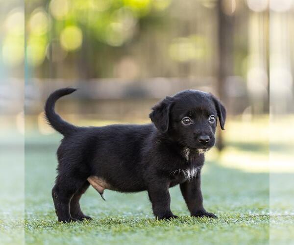 Medium Photo #3 Dachshund-Unknown Mix Puppy For Sale in San Diego, CA, USA
