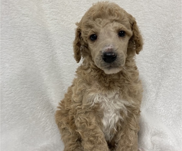 Medium Photo #10 Poodle (Standard) Puppy For Sale in CHETEK, WI, USA