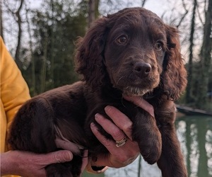Medium Boykin Spaniel-Goldendoodle Mix