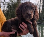 Puppy 6 Boykin Spaniel-Goldendoodle Mix
